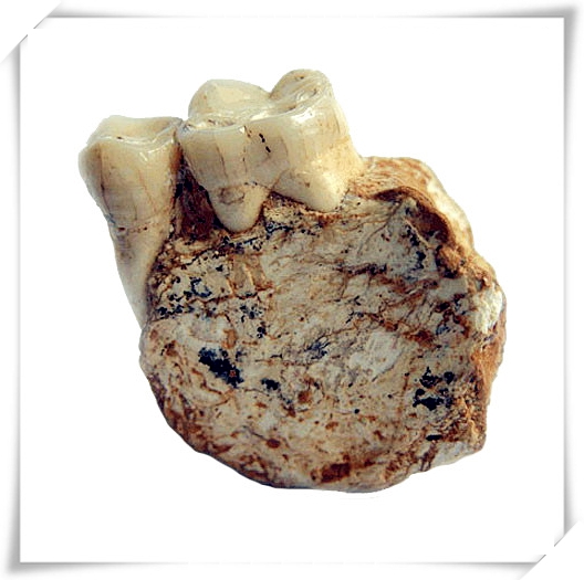 巫山猿人下颌骨