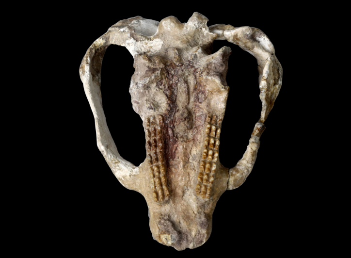 114万县似卞氏兽