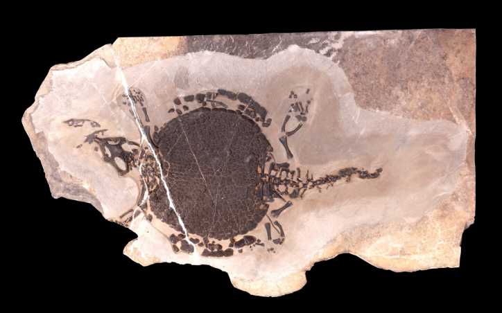 125康氏雕甲龟龙