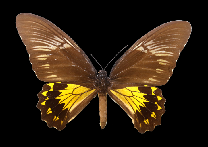 鸟翼裳凤蝶(雄)