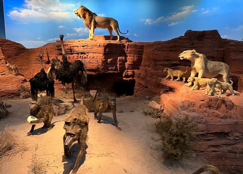 贝林厅 | 动物星球