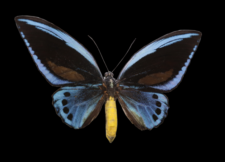 蓝鸟翼凤蝶（雄）